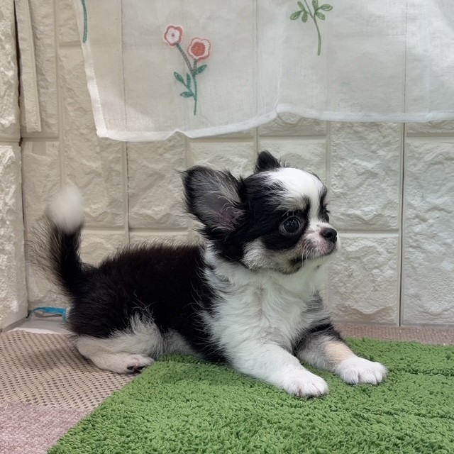 岡山県のチワワ(ロング) (犬の家＆猫の里倉敷店/2026年7月11日生まれ/男の子/ブラックタンホワイト)の子犬の2枚目の画像