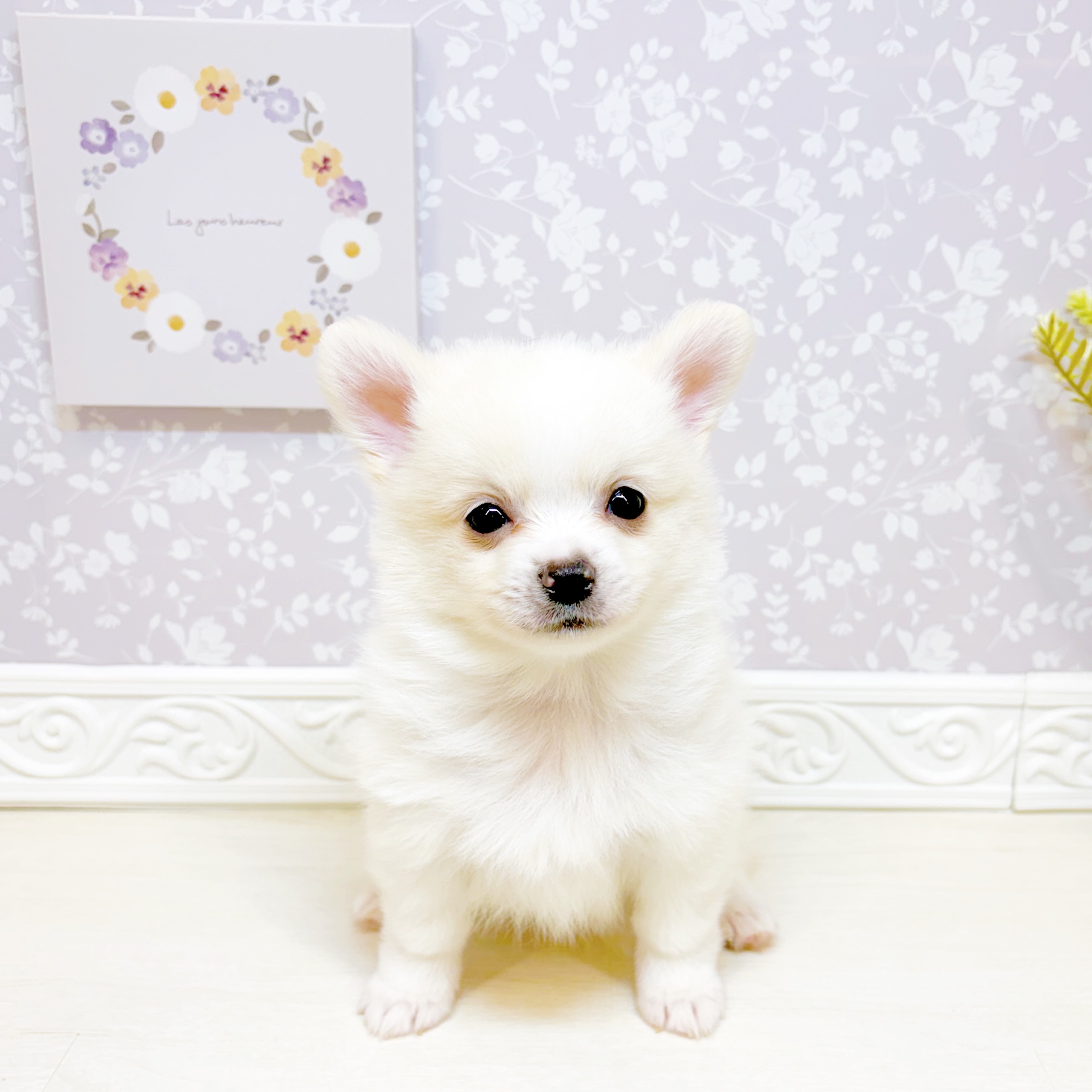 ハーフ犬男の子の写真