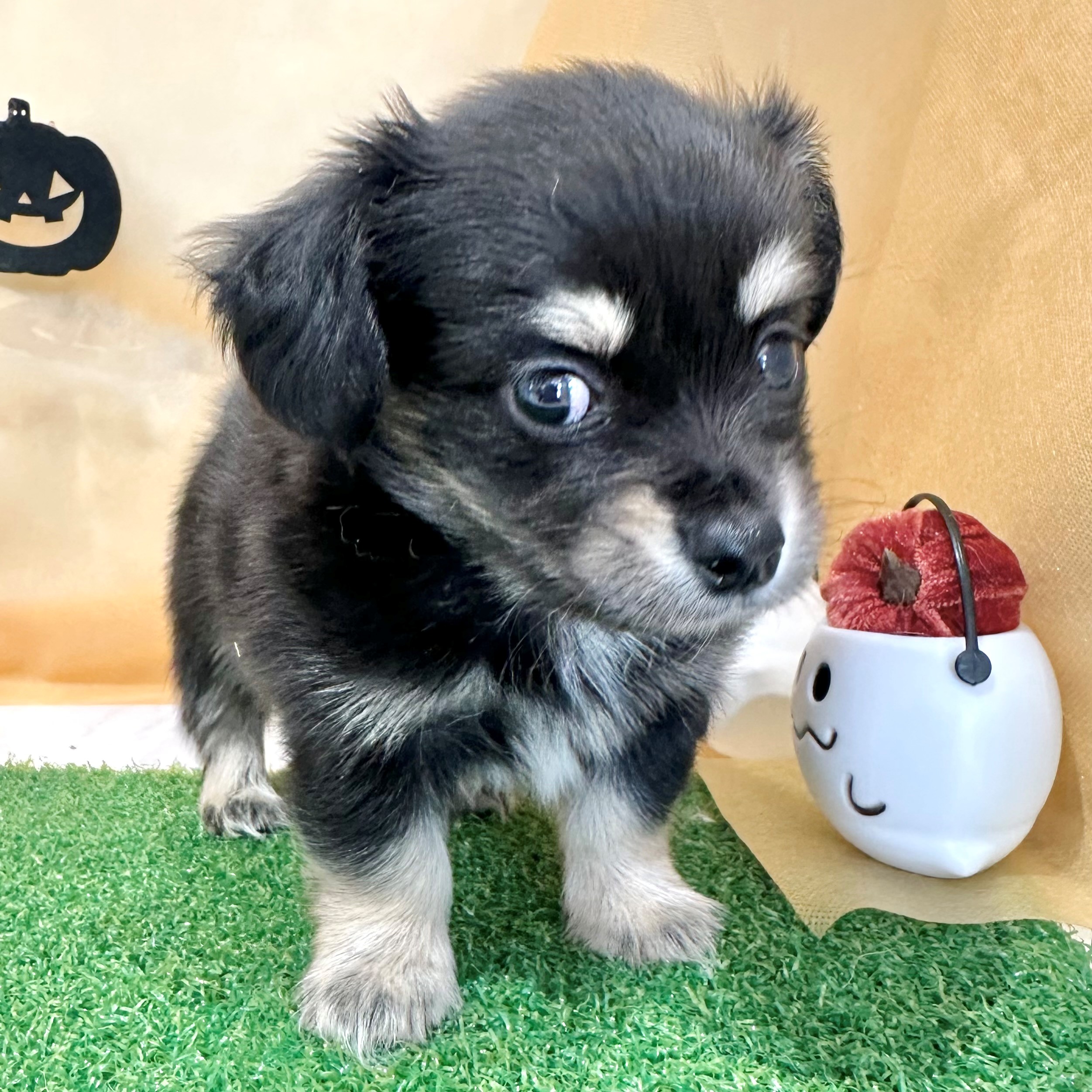 福岡県のチワックス(チワワ×ダックス) (犬の家＆猫の里くりえいと宗像店/2026年7月12日生まれ/男の子/ブラッククリーム)の子犬の2枚目の画像