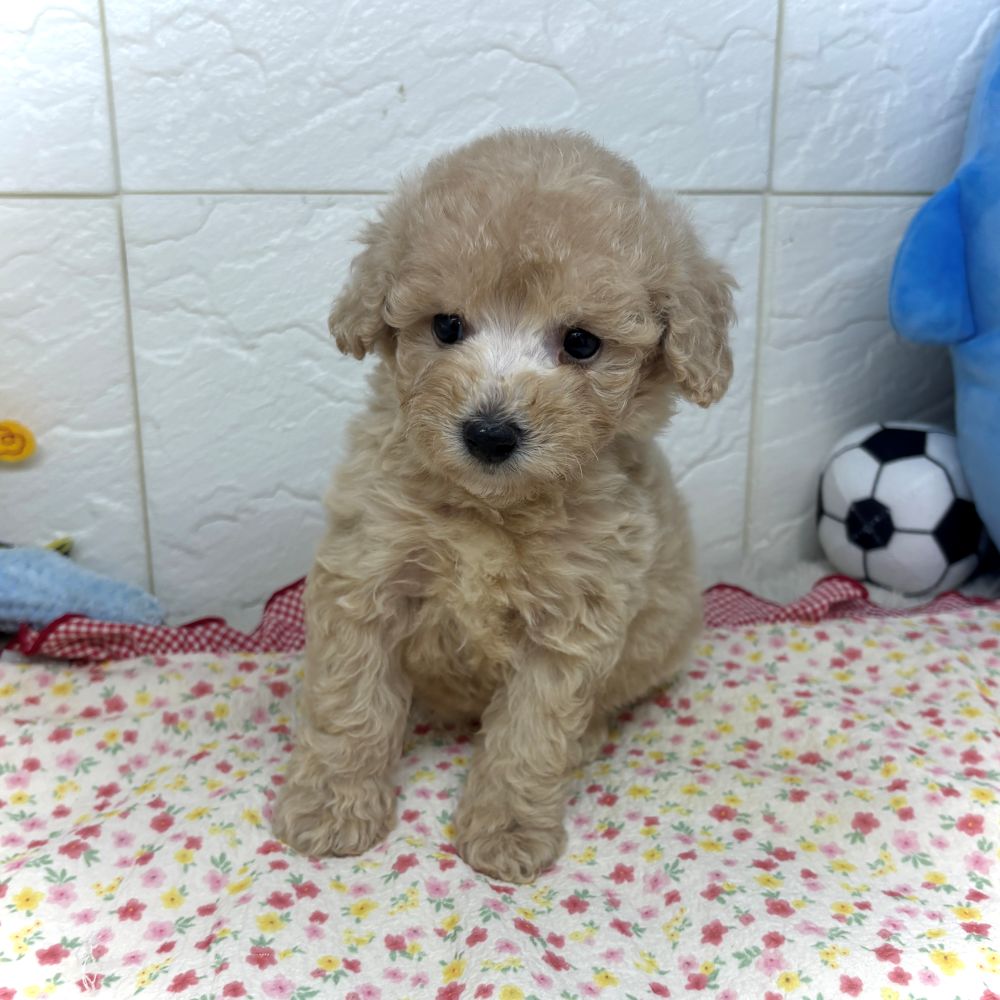 兵庫県のビションプー(ビションフリーゼ×プードル) (犬の家＆猫の里ゆめタウン姫路店/2026年7月11日生まれ/女の子/アプリコット)の子犬の2枚目の画像