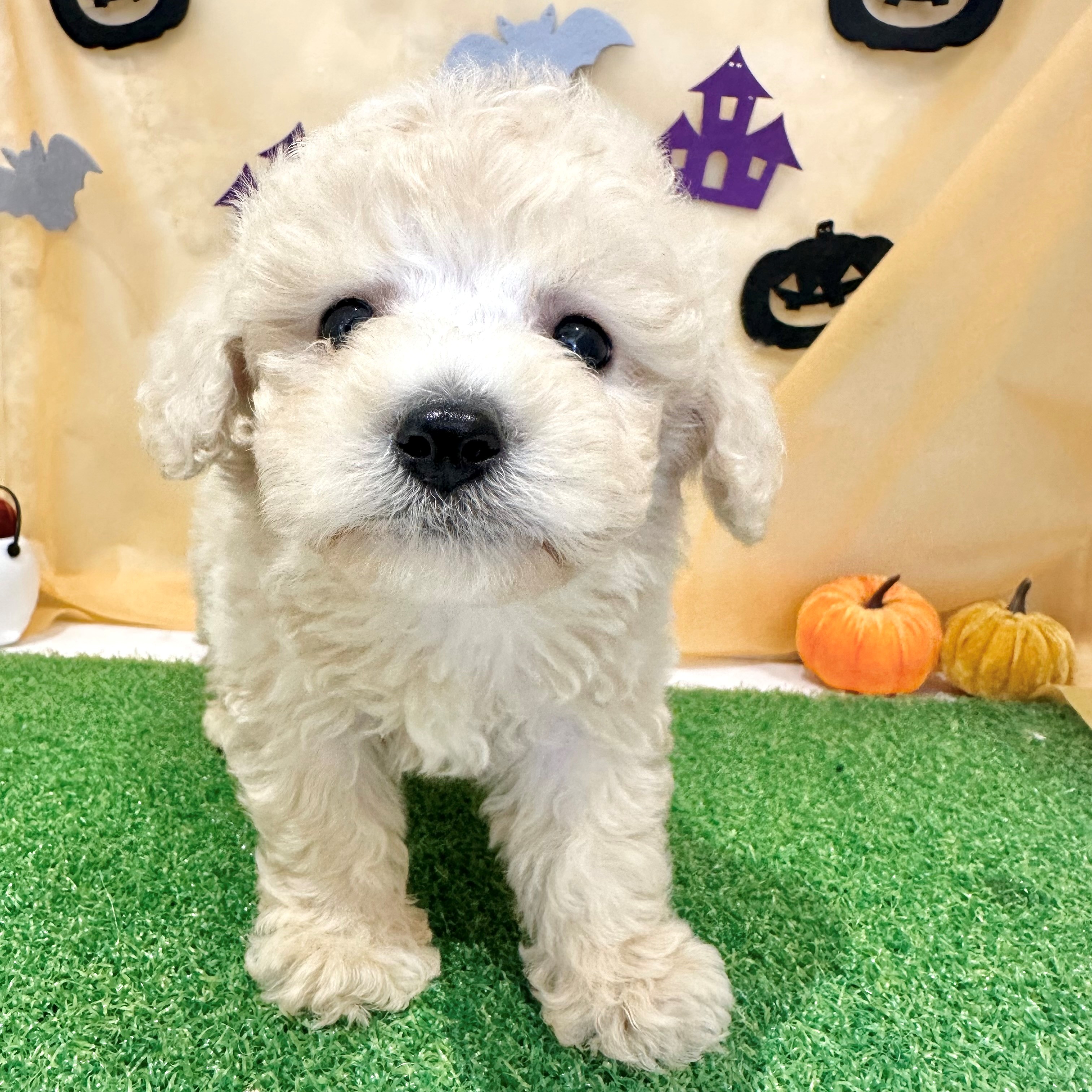 福岡県のビションプー(ビションフリーゼ×プードル) (犬の家＆猫の里くりえいと宗像店/2026年7月11日生まれ/男の子/アプリコット)の子犬の2枚目の画像