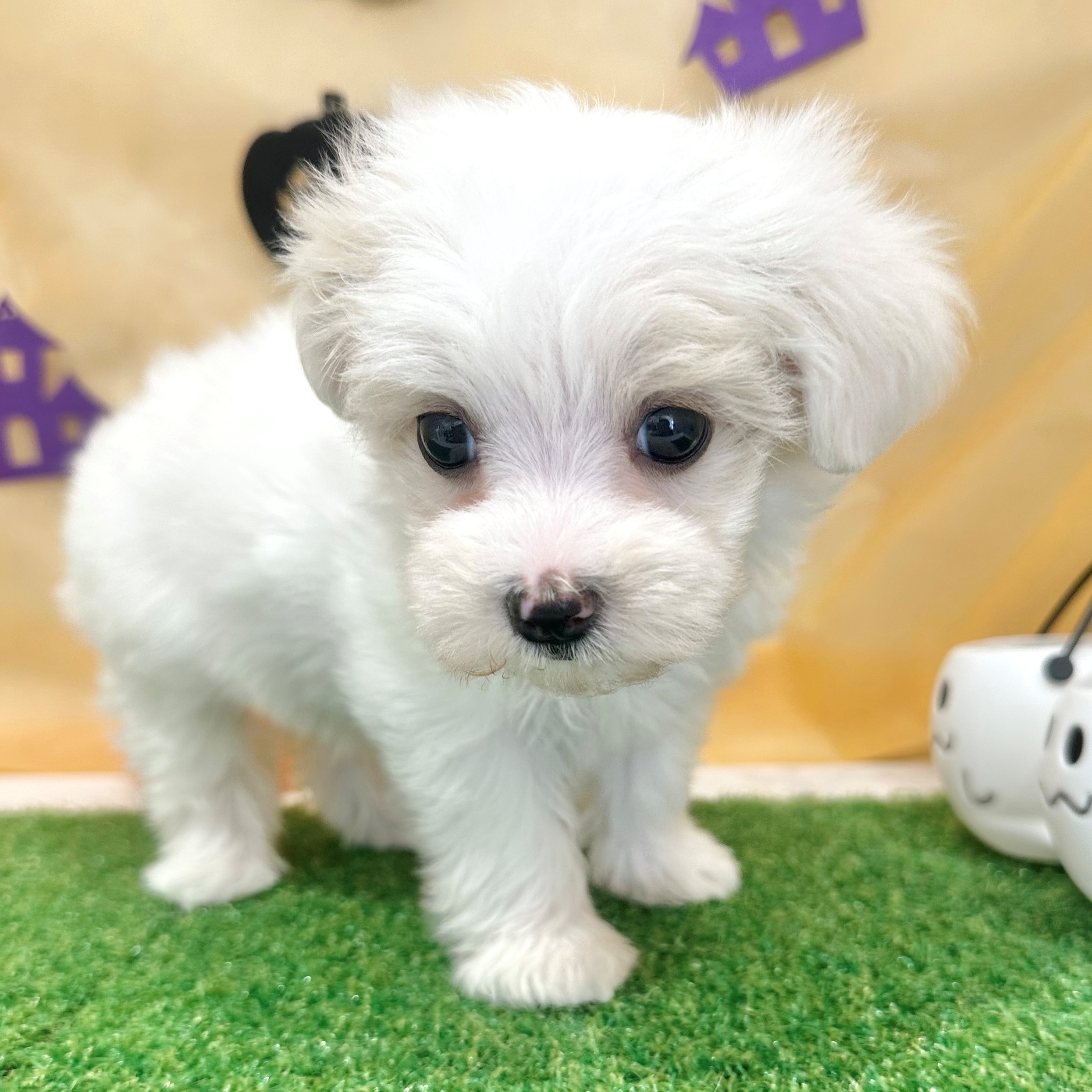 福岡県のマルプー(マルチーズ×プードル) (犬の家＆猫の里くりえいと宗像店/2026年7月11日生まれ/女の子/ホワイト)の子犬の2枚目の画像