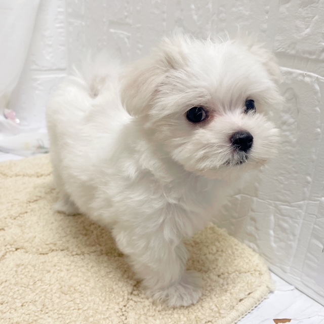岡山県のマルチーズ (犬の家＆猫の里岡山店/2026年7月11日生まれ/女の子/ホワイト)の子犬の2枚目の画像
