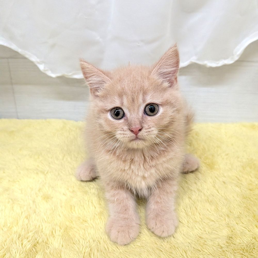 愛知県のマンチカン (犬の家＆猫の里碧南店/2026年7月8日生まれ/男の子/クリームタビー)の子猫の2枚目の画像