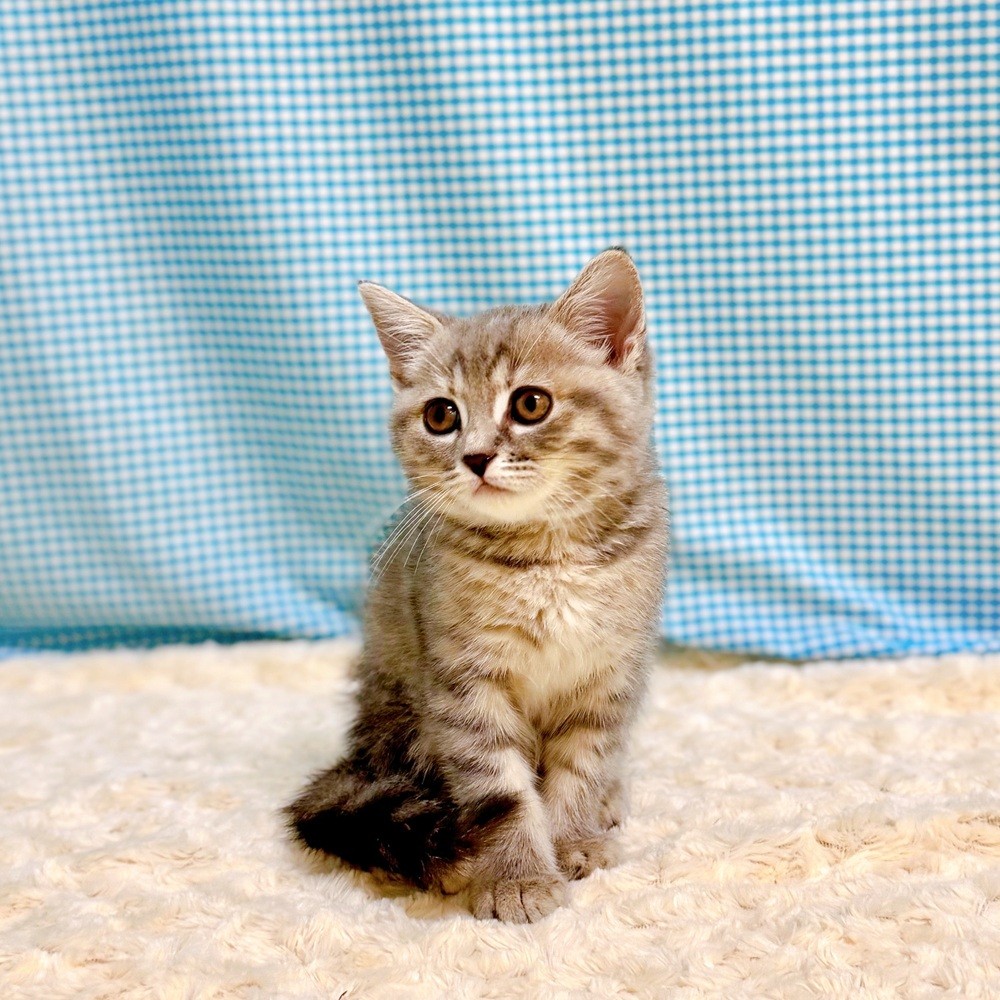 愛知県のスコティッシュフォールド (犬の家＆猫の里一宮店/2026年7月12日生まれ/女の子/ブルータビー)の子猫の2枚目の画像