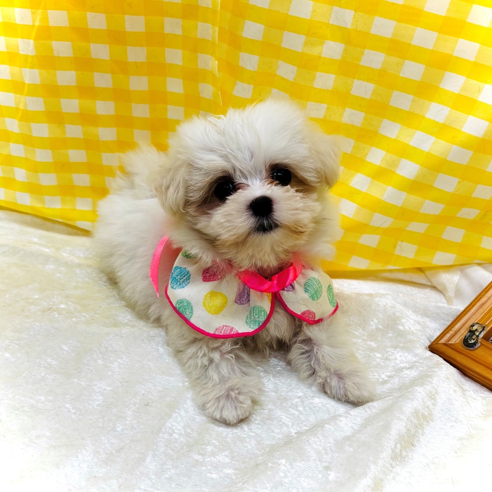 愛知県のマルチーズ (犬の家＆猫の里名古屋天白店/2026年7月10日生まれ/女の子/ホワイト)の子犬の2枚目の画像