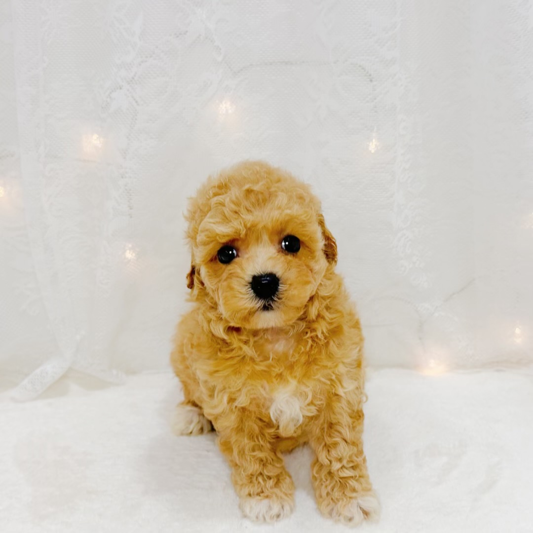 千葉県のビションプー(ビションフリーゼ×プードル) (犬の家＆猫の里BIGHOPガーデンモール印西店/2026年7月13日生まれ/女の子/アプリコット)の子犬の2枚目の画像