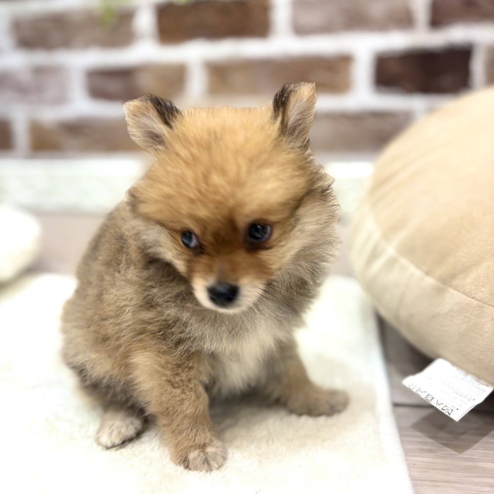 三重県のポメラニアン (犬の家＆猫の里三重桑名店/2026年7月13日生まれ/男の子/オレンジ)の子犬の2枚目の画像