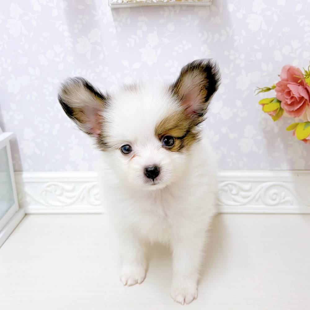 パピヨンの子犬一覧 | ペットショップ 犬の家&猫の里 | 子犬だけでなく