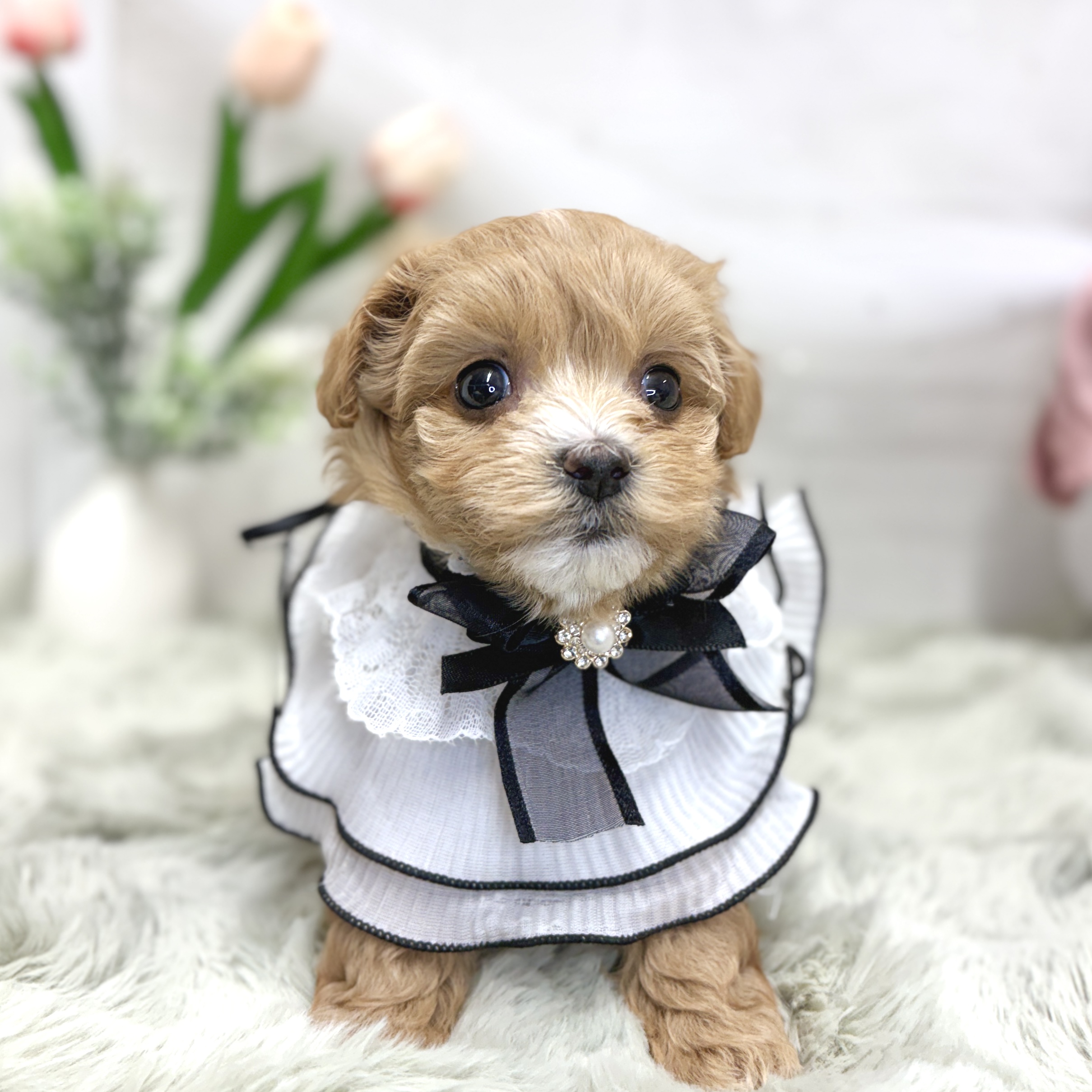 神奈川県のマルプー(マルチーズ×プードル) (犬の家＆猫の里相模原店/2026年7月14日生まれ/女の子/アプリコット)の子犬の2枚目の画像