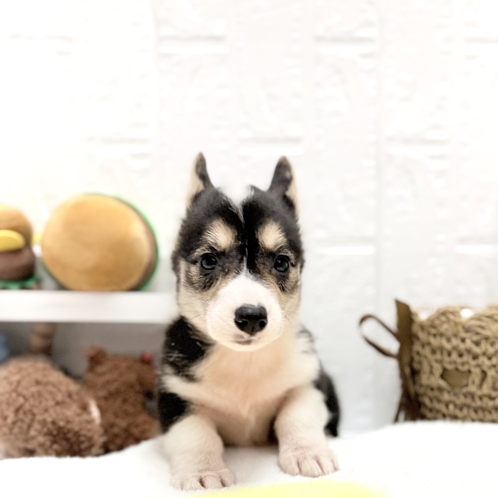 愛知県のウェルシュコーギーペンブローク (犬の家＆猫の里豊川インター店/2026年7月13日生まれ/女の子/ブラックホワイトタン)の子犬の1枚目の画像