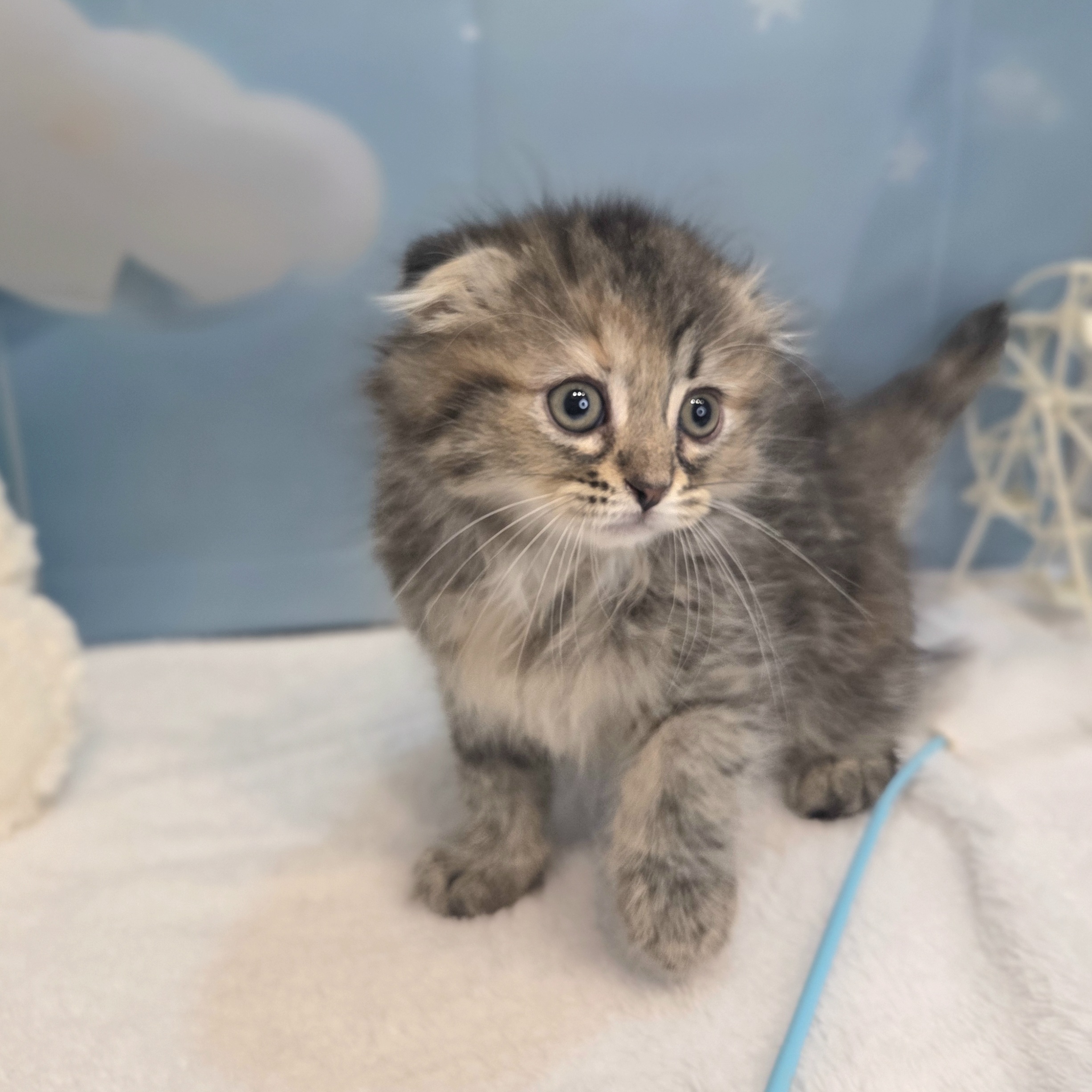 長野県のスコティッシュフォールドの子猫|ペットミー