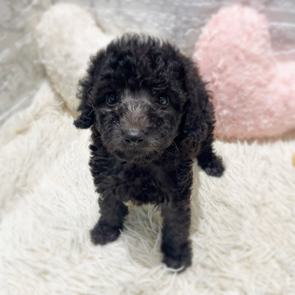 愛知県のトイプードル(トイ) (犬の家＆猫の里MiO香久山店/2026年7月10日生まれ/男の子/シルバー)の子犬の2枚目の画像