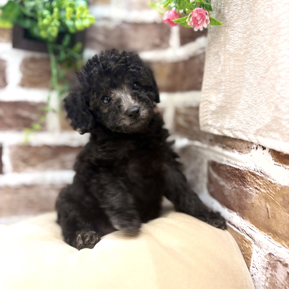 三重県のトイプードル(トイ) (犬の家＆猫の里三重桑名店/2026年7月10日生まれ/女の子/シルバー)の子犬の2枚目の画像