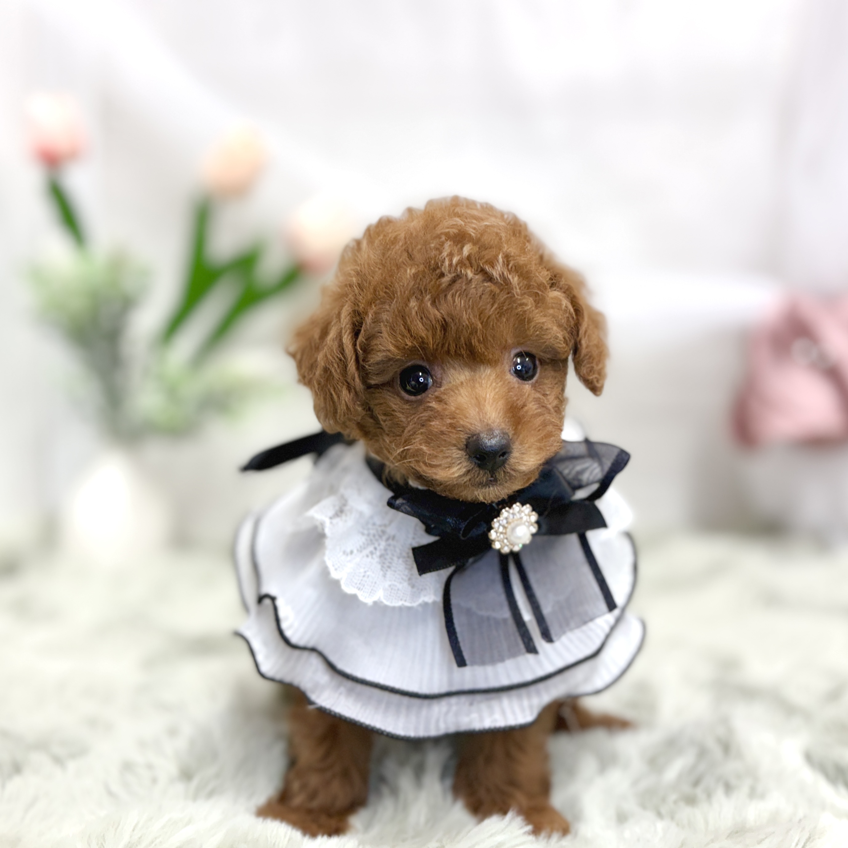 神奈川県のトイプードル(トイ) (犬の家＆猫の里相模原店/2026年7月13日生まれ/女の子/レッド)の子犬の2枚目の画像