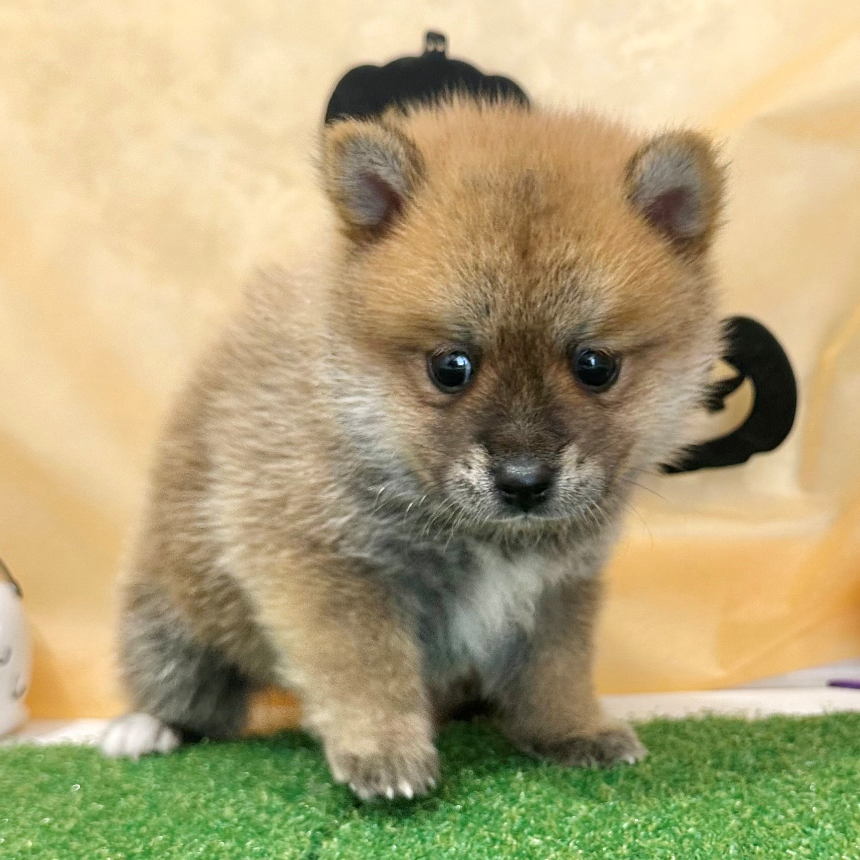 福岡県のポメ柴/豆ポメ/ポメ豆柴(ポメラニアン×柴犬) (犬の家＆猫の里くりえいと宗像店/2026年7月11日生まれ/男の子/赤)の子犬の2枚目の画像