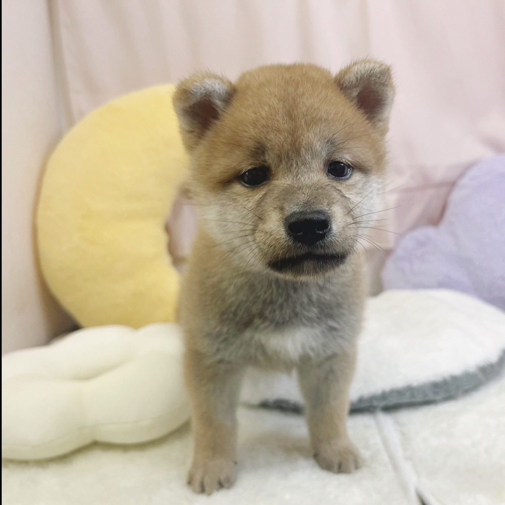 静岡県の柴犬(標準サイズ) (犬の家＆猫の里マークイズ静岡店/2026年7月10日生まれ/男の子/赤)の子犬の2枚目の画像