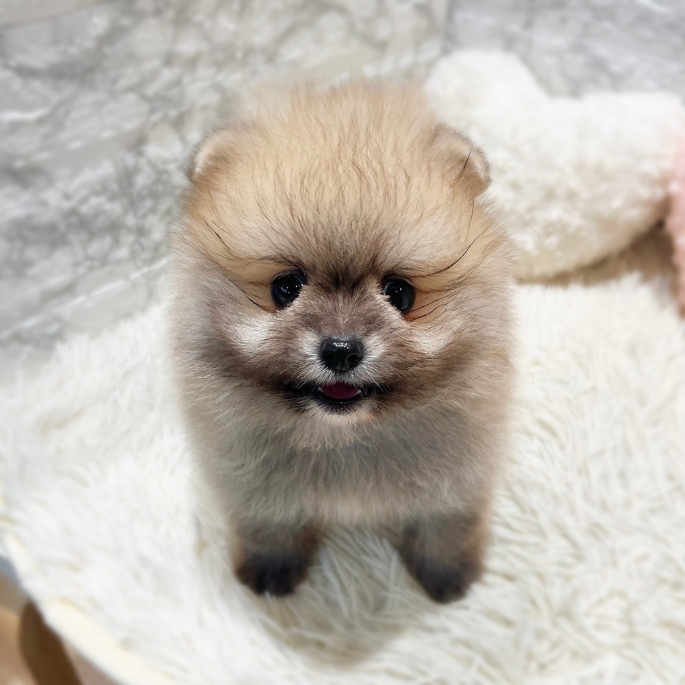 愛知県のポメラニアン (犬の家＆猫の里MiO香久山店/2026年7月14日生まれ/男の子/クリームセーブル)の子犬の2枚目の画像