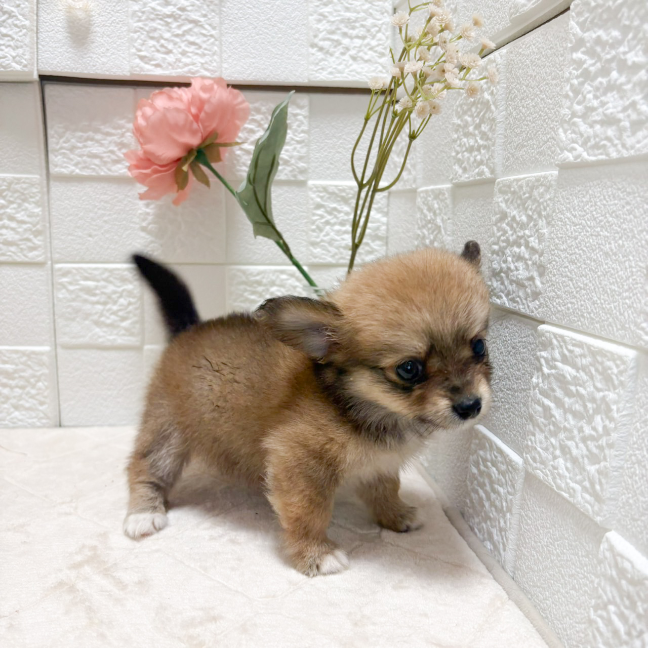 東京都のポメックス(ポメラニアン×ダックス) (犬の家＆猫の里ペットフォレスト小平店/2026年7月12日生まれ/女の子/レッド)の子犬の2枚目の画像