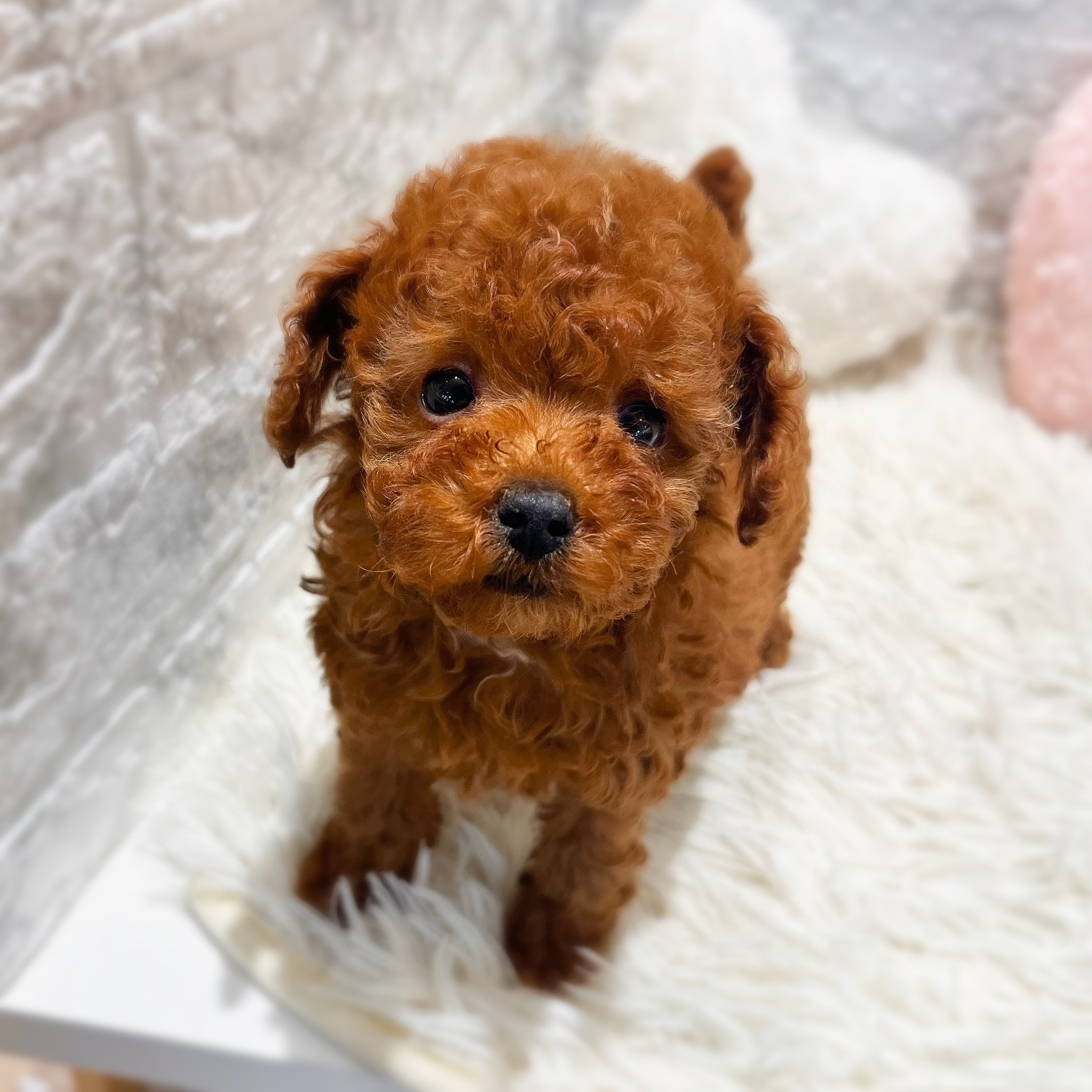 愛知県のトイプードル(トイ) (犬の家＆猫の里MiO香久山店/2026年7月14日生まれ/女の子/レッド)の子犬の2枚目の画像