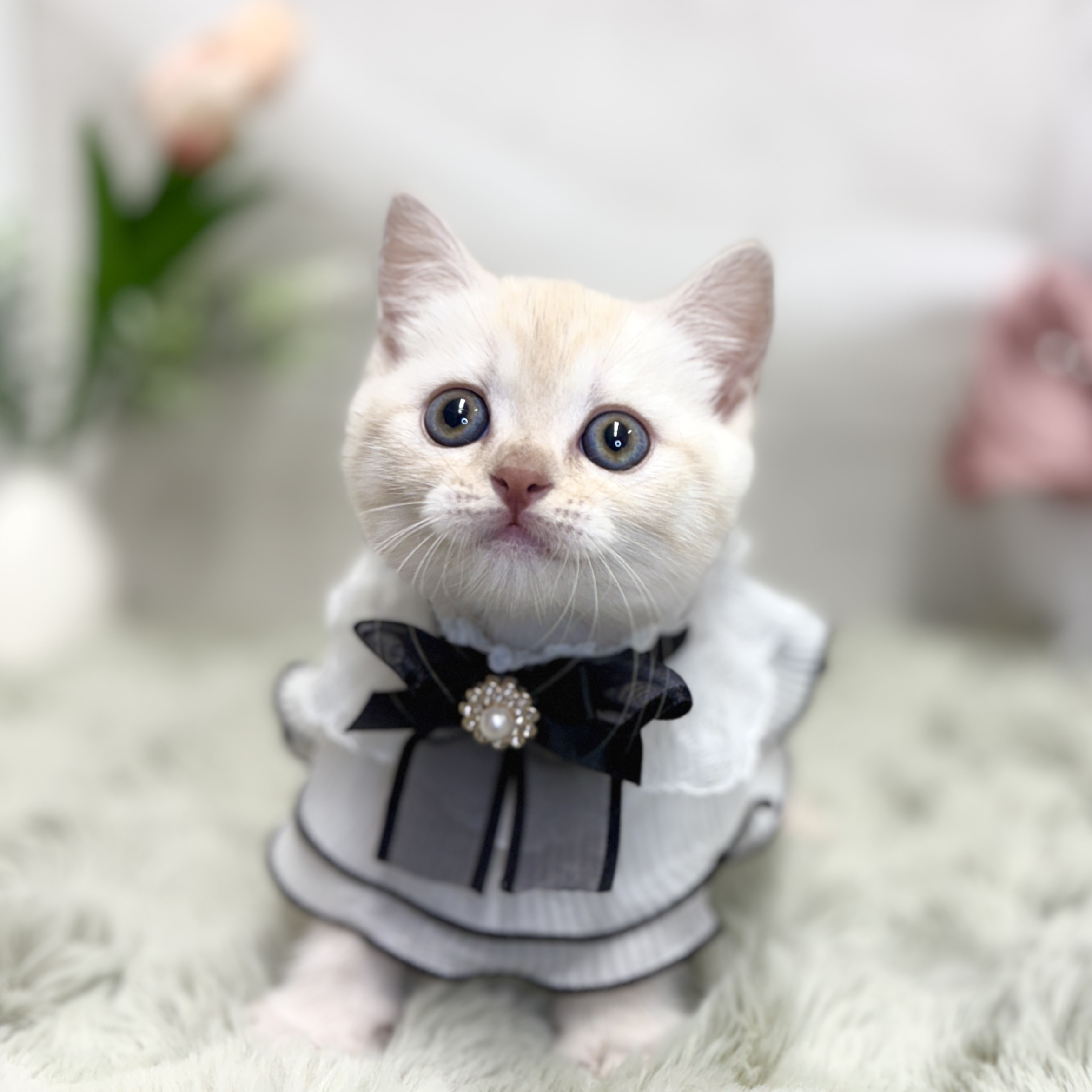 神奈川県のブリティッシュショートヘアー (犬の家＆猫の里相模原店/2026年7月13日生まれ/女の子/クリームタビー)の子猫の2枚目の画像
