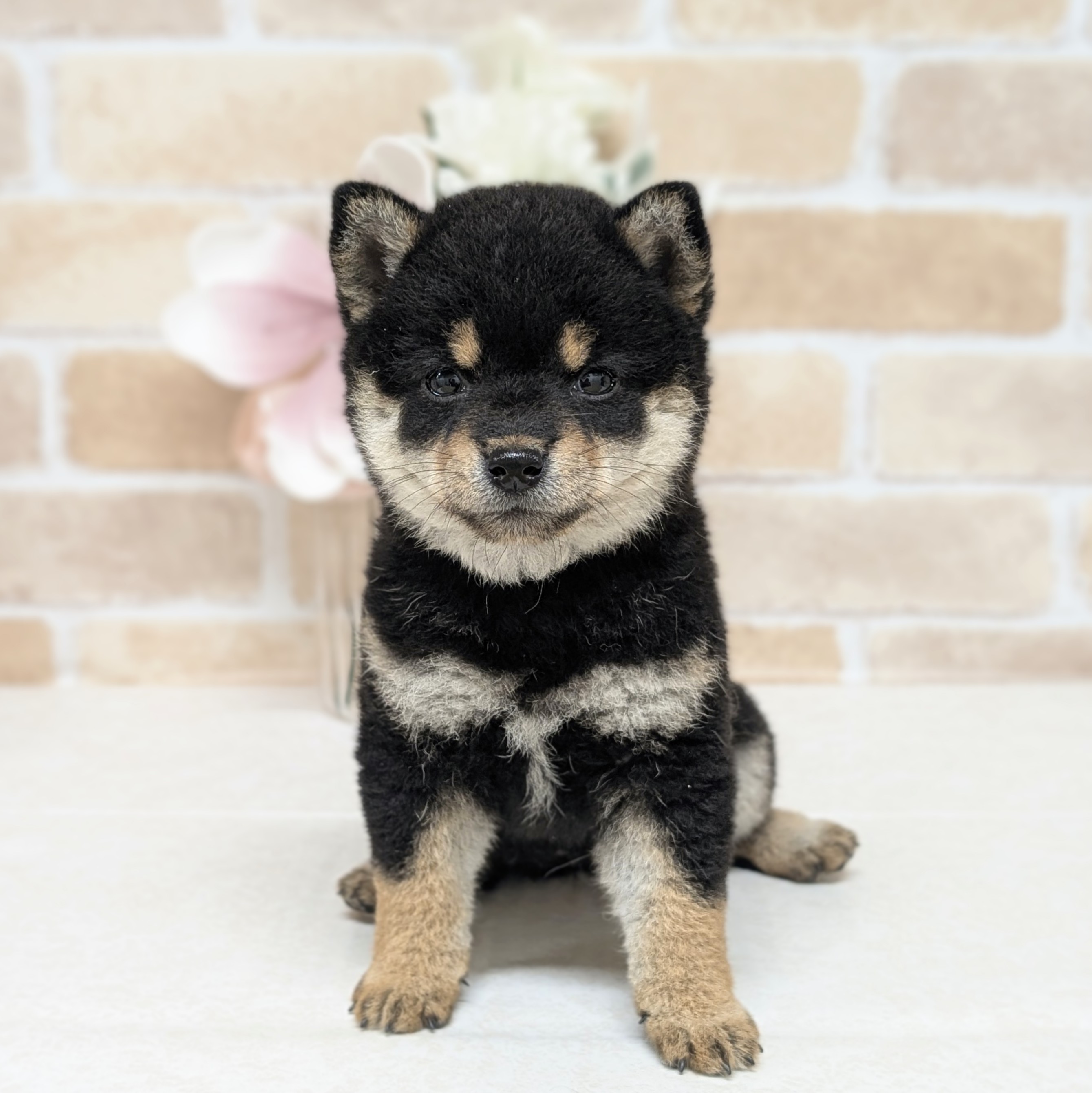 愛知県の豆柴 (犬の家＆猫の里安城店/2026年7月14日生まれ/女の子/黒)の子犬の1枚目の画像