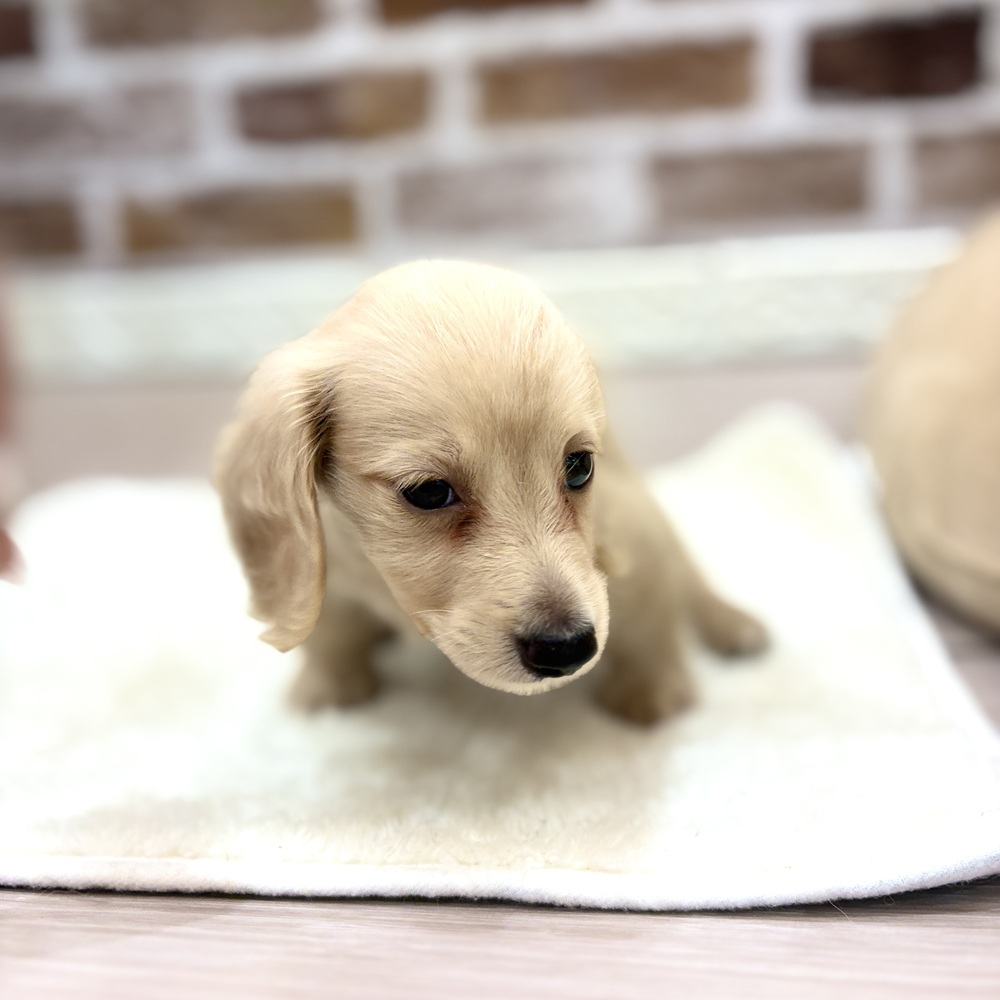 三重県のミニチュアダックスフンド(ロング) (犬の家＆猫の里三重桑名店/2026年7月14日生まれ/男の子/イエロー)の子犬の2枚目の画像