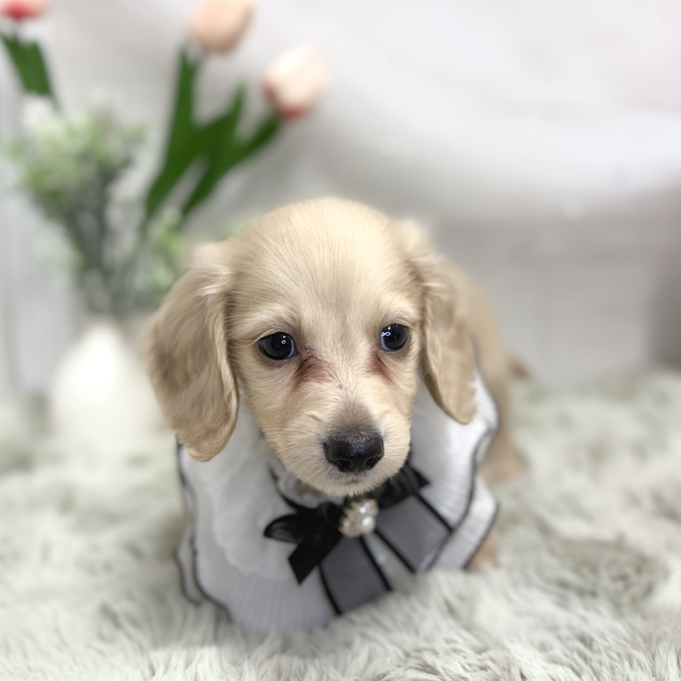 神奈川県のミニチュアダックスフンド(ロング) (犬の家＆猫の里相模原店/2026年7月14日生まれ/男の子/イエロー)の子犬の2枚目の画像
