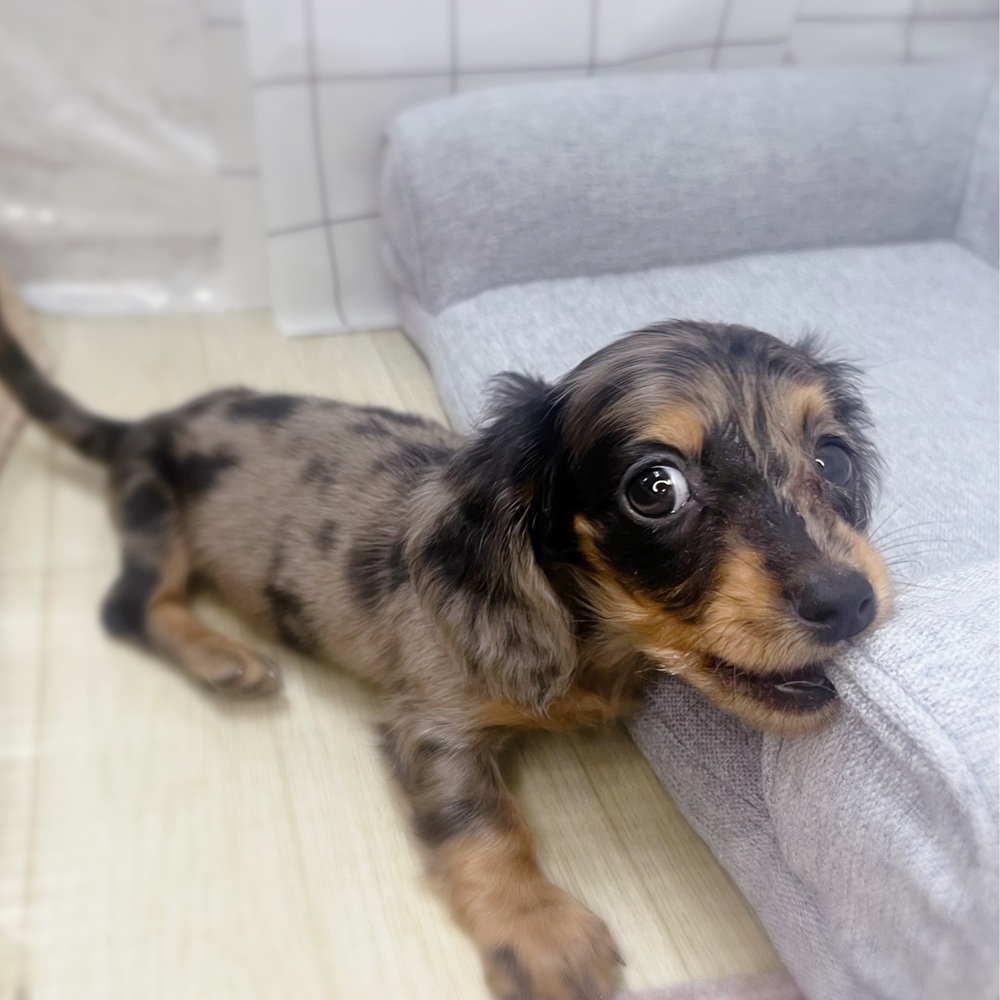 長野県のミニチュアダックスフンド(ロング) (犬の家＆猫の里塩尻店/2026年7月14日生まれ/女の子/シルバーダップル)の子犬の2枚目の画像