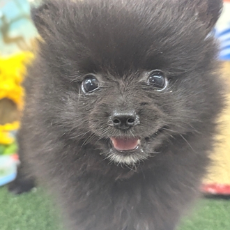 神奈川県のポメラニアン (犬の家＆猫の里小田原店/2026年7月13日生まれ/男の子/ブラック)の子犬の2枚目の画像