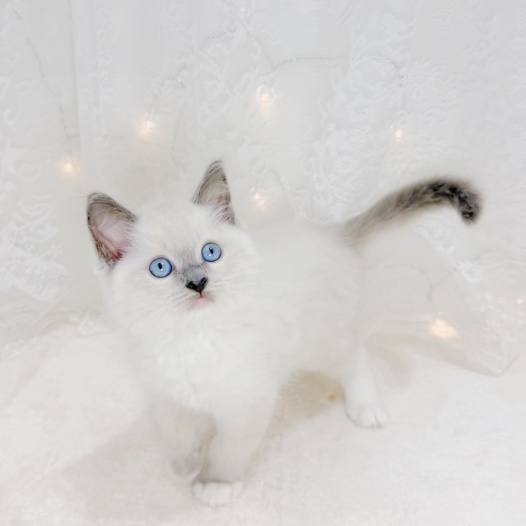 千葉県のラグドール (犬の家＆猫の里BIGHOPガーデンモール印西店/2026年7月14日生まれ/男の子/ブルーポイントミテッド)の子猫の2枚目の画像