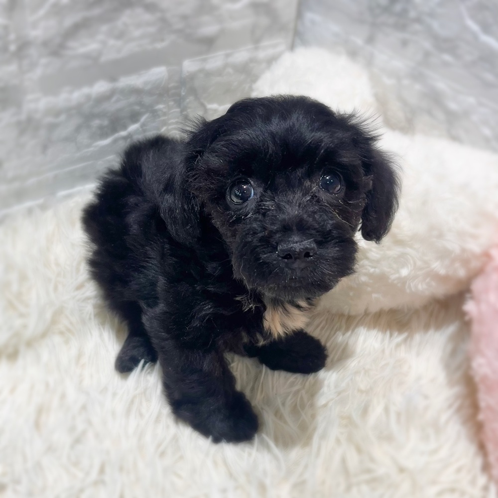 愛知県のハーフ犬・ミックス犬 (犬の家＆猫の里MiO香久山店/2026年7月11日生まれ/女の子/ブラック)の子犬の2枚目の画像