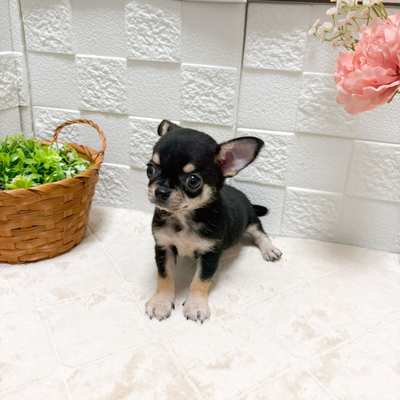 東京都のチワワ(スムース) (犬の家＆猫の里ペットフォレスト小平店/2026年7月14日生まれ/男の子/ブラックタンホワイト)の子犬の2枚目の画像