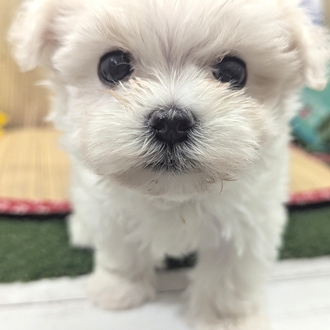 神奈川県のマルチーズ (犬の家＆猫の里小田原店/2026年7月12日生まれ/男の子/ホワイト)の子犬の2枚目の画像
