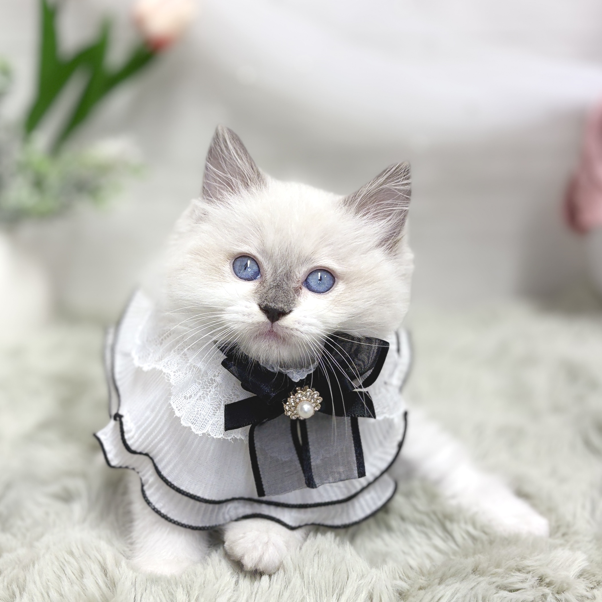 神奈川県のラグドール (犬の家＆猫の里相模原店/2026年7月14日生まれ/男の子/ブルーポイントミテッド)の子猫の2枚目の画像