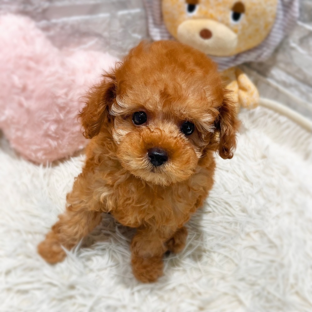 愛知県のトイプードル(トイ) (犬の家＆猫の里MiO香久山店/2026年7月14日生まれ/男の子/アプリコット)の子犬の2枚目の画像