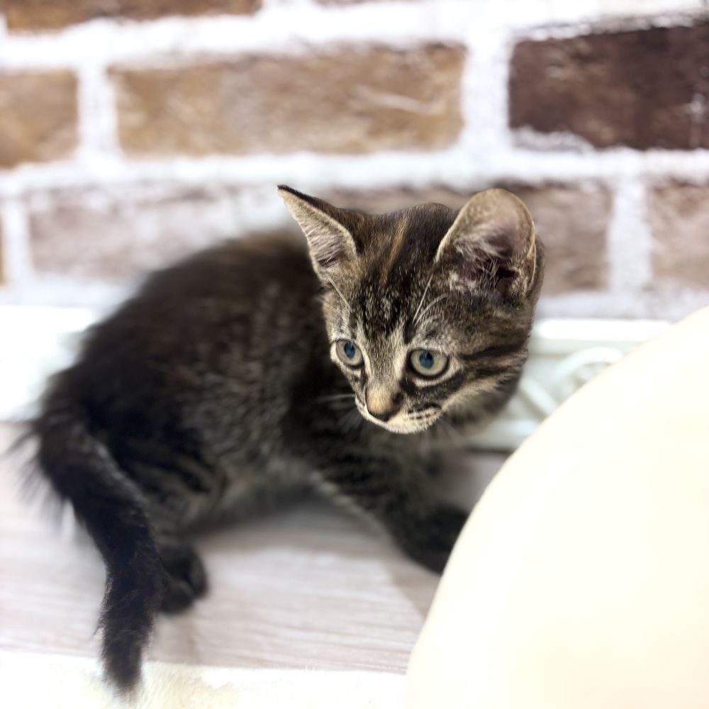 三重県のマンチカン (犬の家＆猫の里三重桑名店/2026年7月9日生まれ/女の子/ブラウンパッチドタビー)の子猫の2枚目の画像