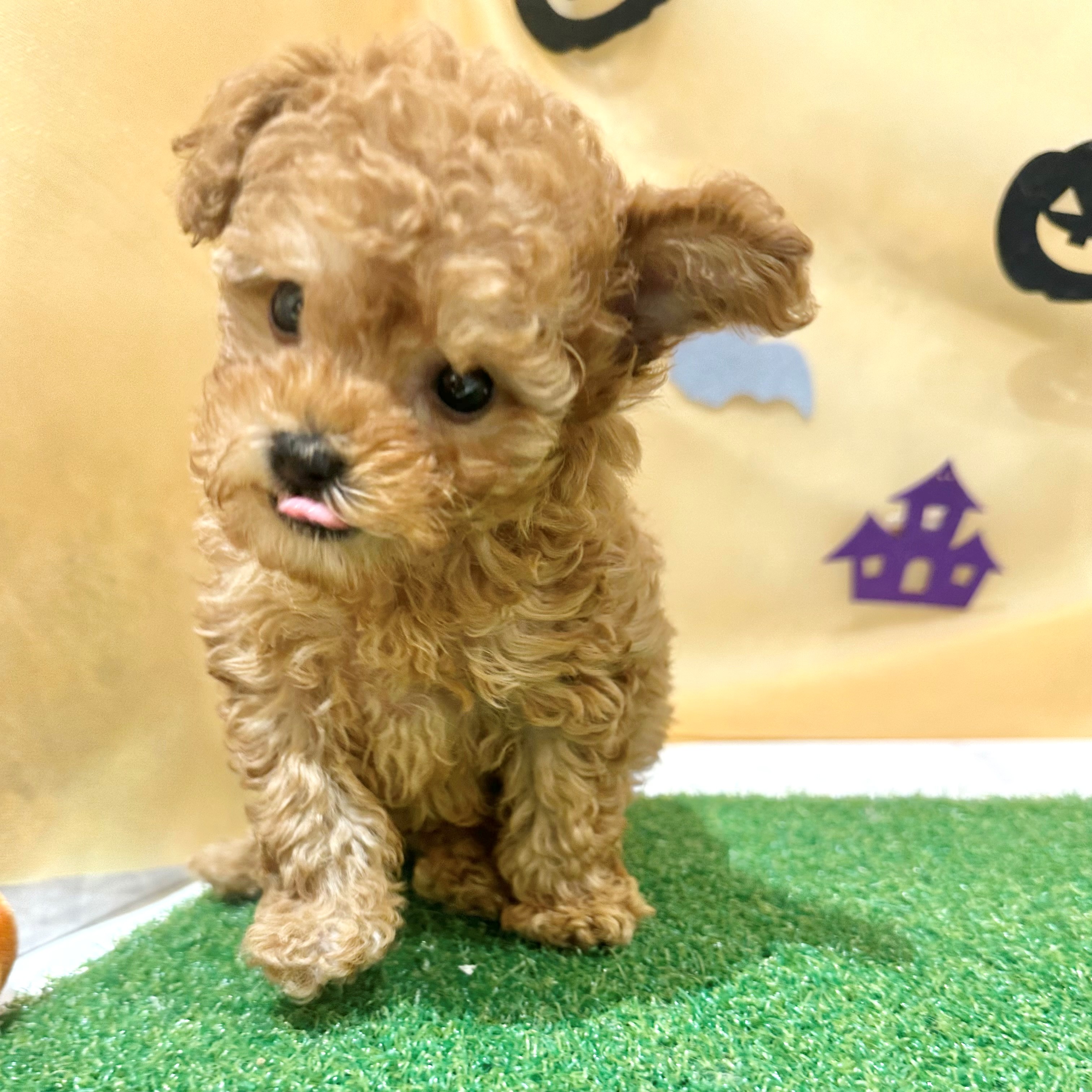 福岡県のトイプードル(トイ) (犬の家＆猫の里くりえいと宗像店/2026年7月11日生まれ/男の子/レッド)の子犬の2枚目の画像