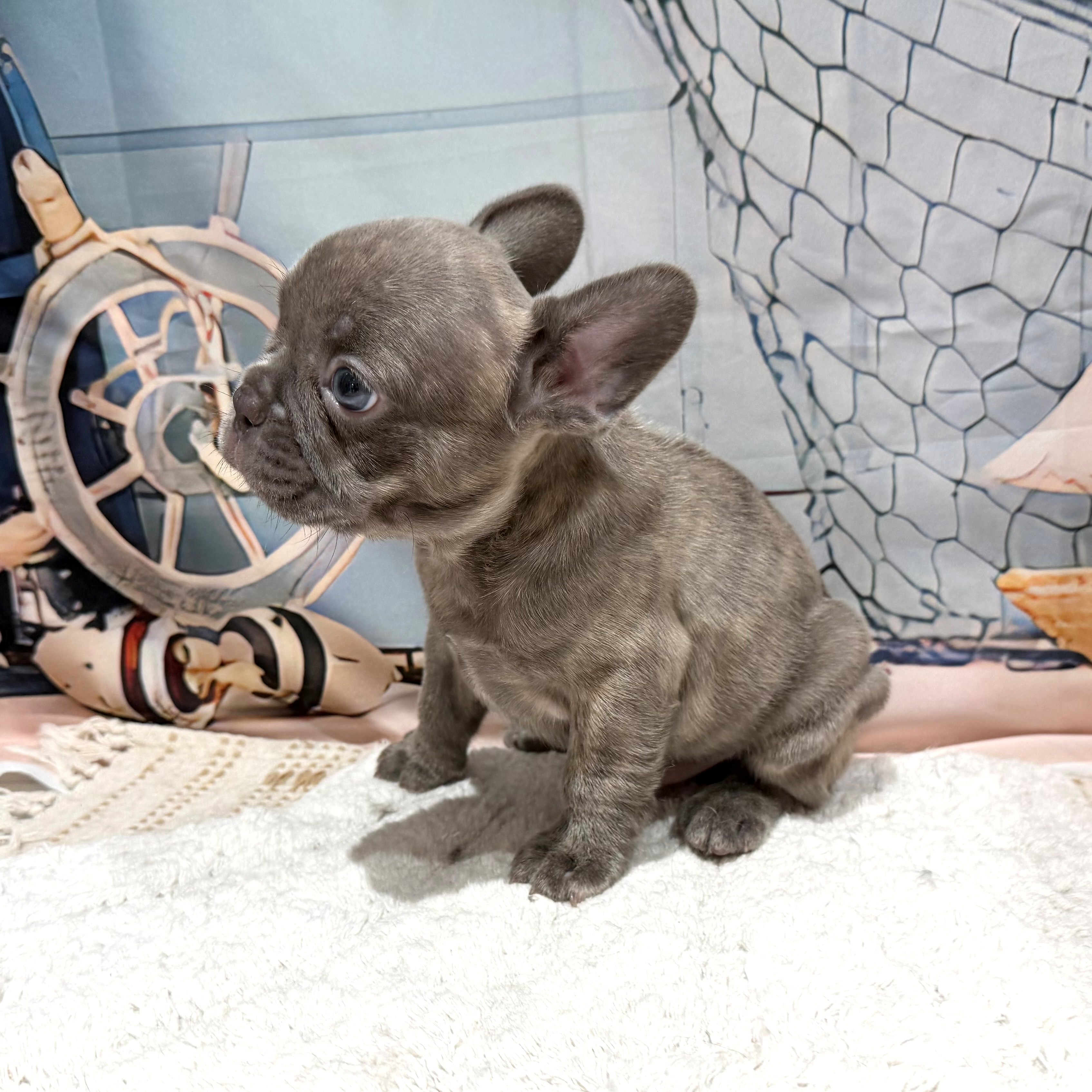 福岡県のフレンチブルドッグ (犬の家＆猫の里トリアス久山店/2026年7月12日生まれ/男の子/ブルーマール)の子犬の2枚目の画像