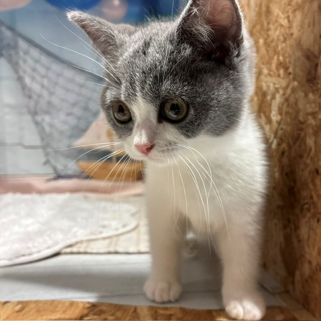 福岡県のブリティッシュショートヘアー (犬の家＆猫の里トリアス久山店/2026年7月10日生まれ/女の子/ブルーホワイト)の子猫の2枚目の画像