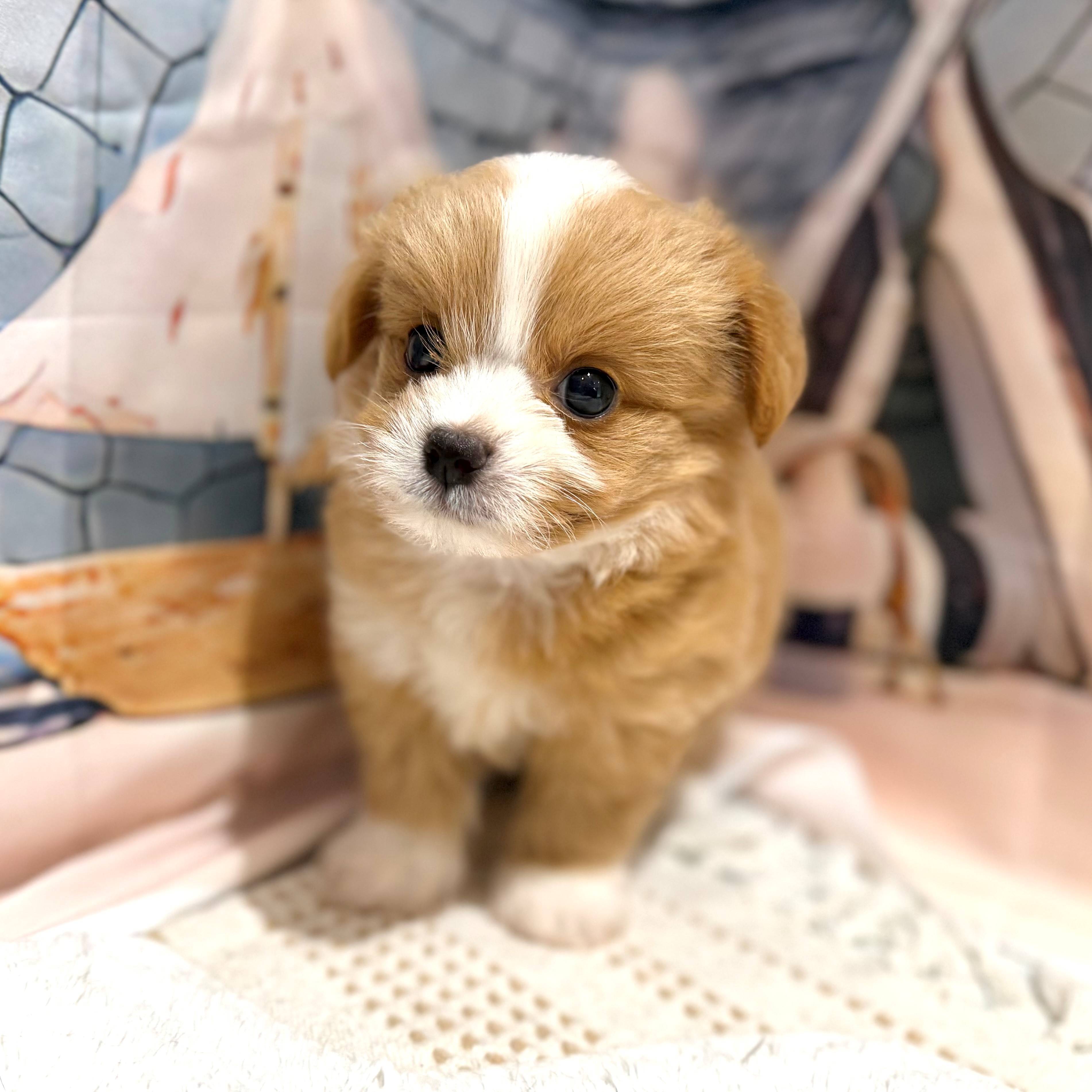 福岡県のチワプー/プーチー(チワワ×プードル) (犬の家＆猫の里トリアス久山店/2026年7月14日生まれ/男の子/クリームホワイト)の子犬の2枚目の画像