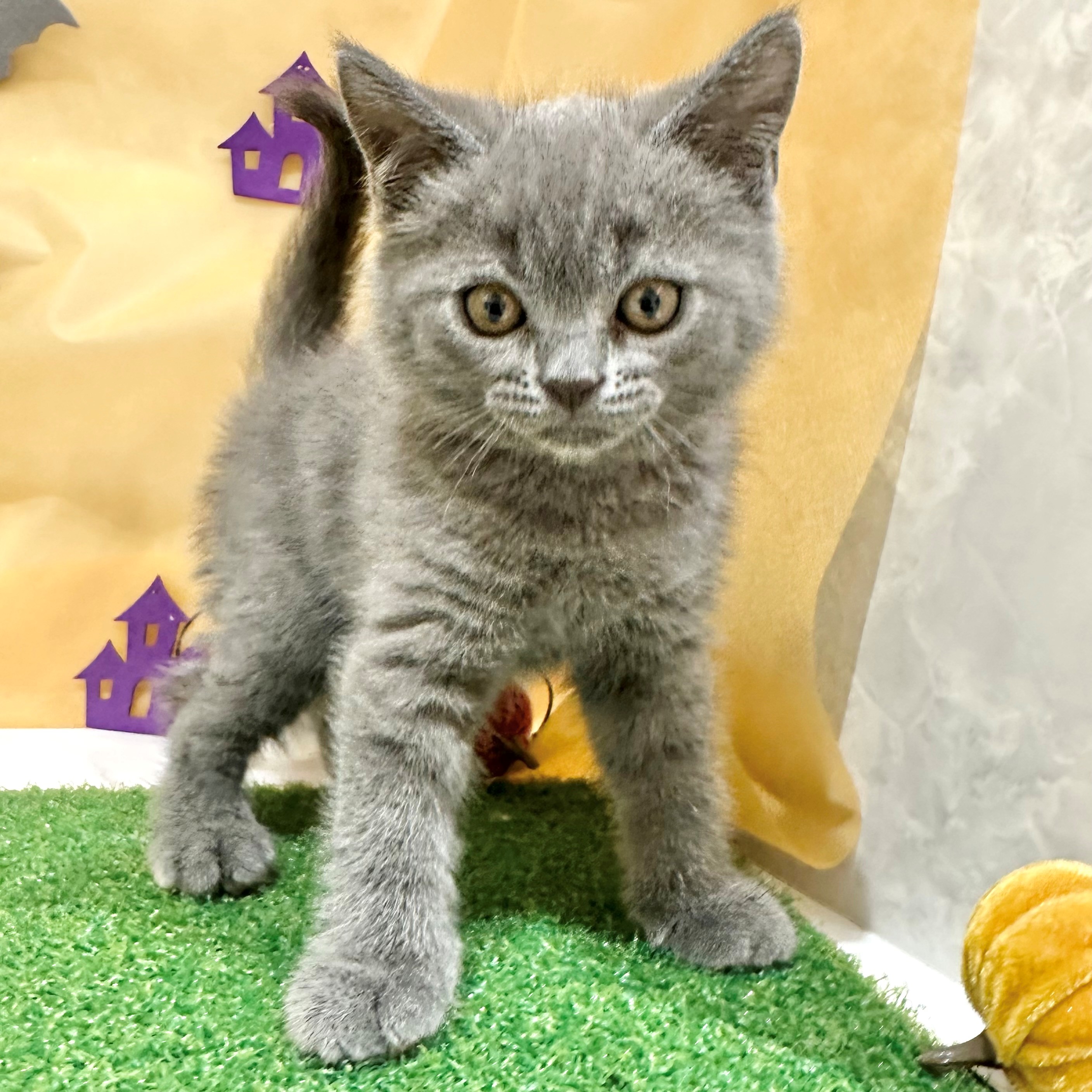 福岡県のブリティッシュショートヘアー (犬の家＆猫の里くりえいと宗像店/2026年7月12日生まれ/男の子/ブルー)の子猫の2枚目の画像