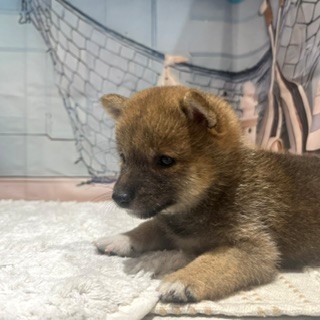 福岡県の豆柴 (犬の家＆猫の里トリアス久山店/2026年7月8日生まれ/男の子/赤)の子犬の2枚目の画像