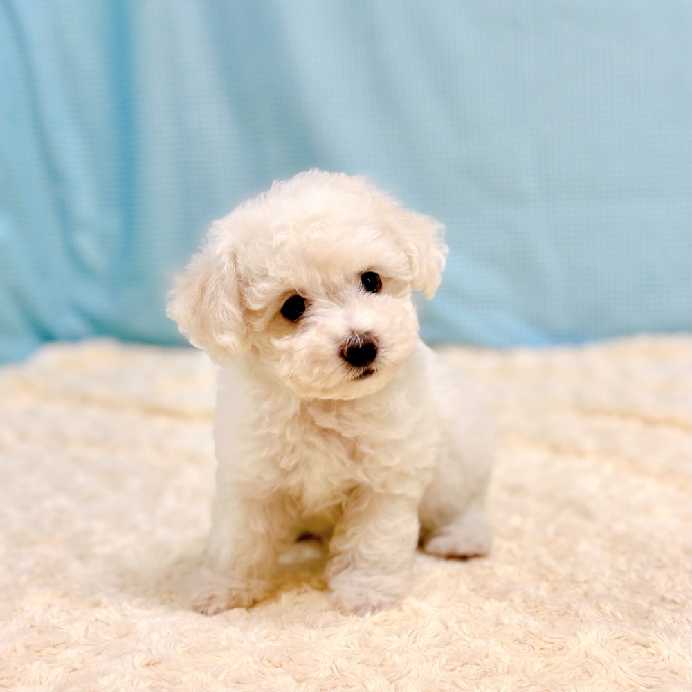 愛知県のビションフリーゼ (犬の家＆猫の里一宮店/2026年7月14日生まれ/女の子/ホワイト)の子犬の2枚目の画像