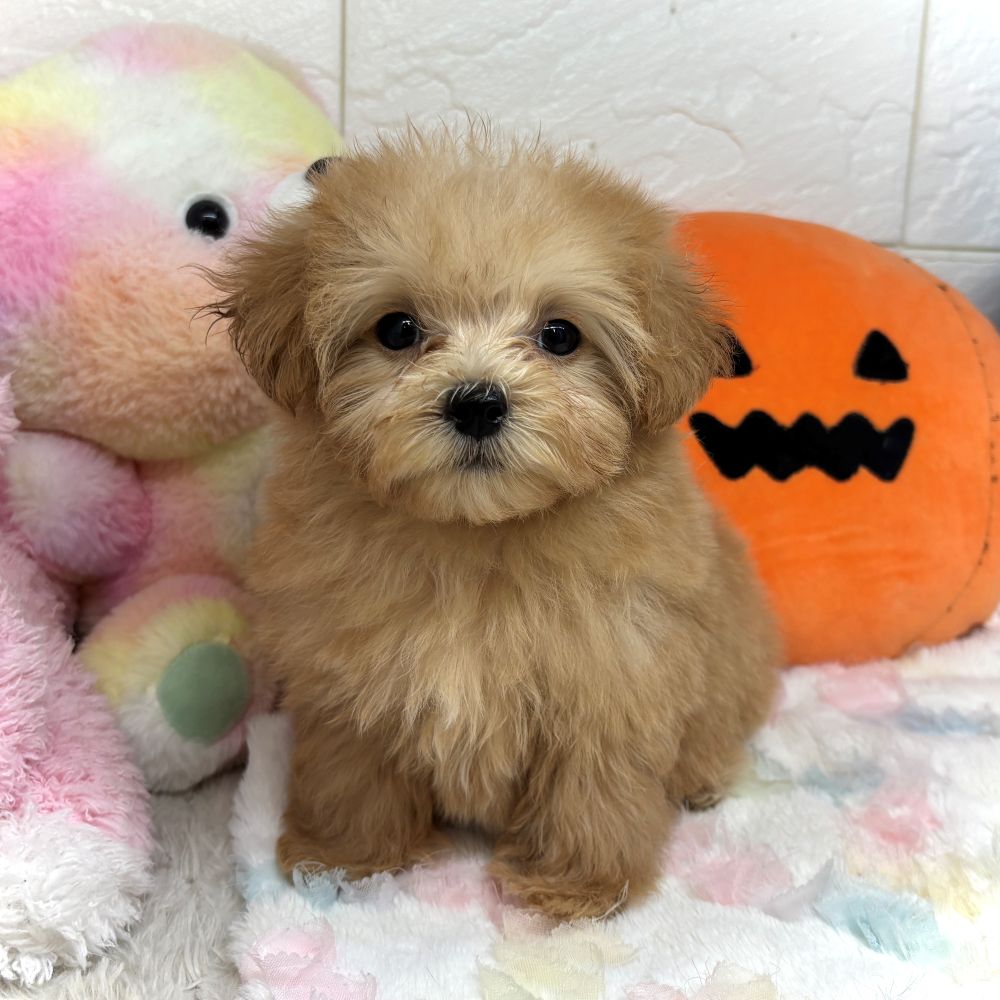 ハーフ犬女の子の写真