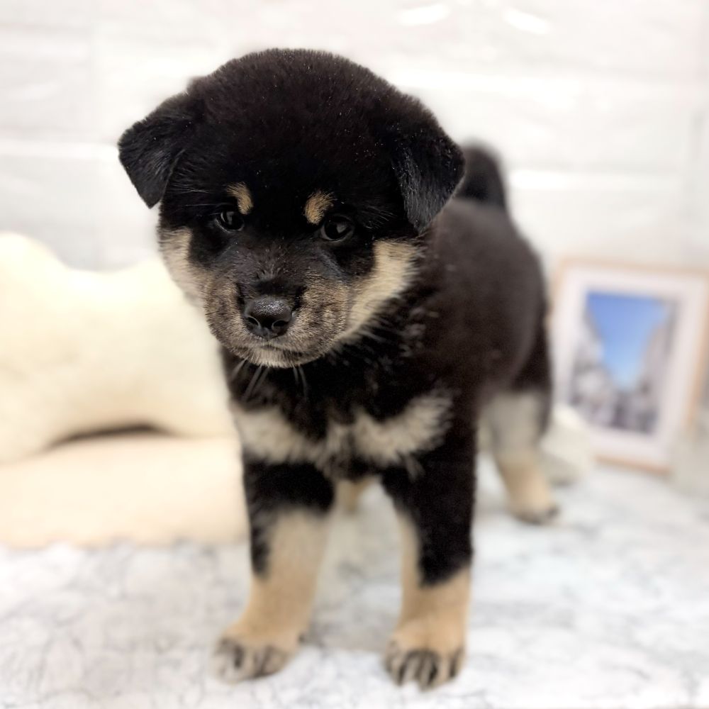愛知県の柴犬(標準サイズ) (犬の家＆猫の里豊田店/2026年7月14日生まれ/女の子/黒)の子犬の2枚目の画像