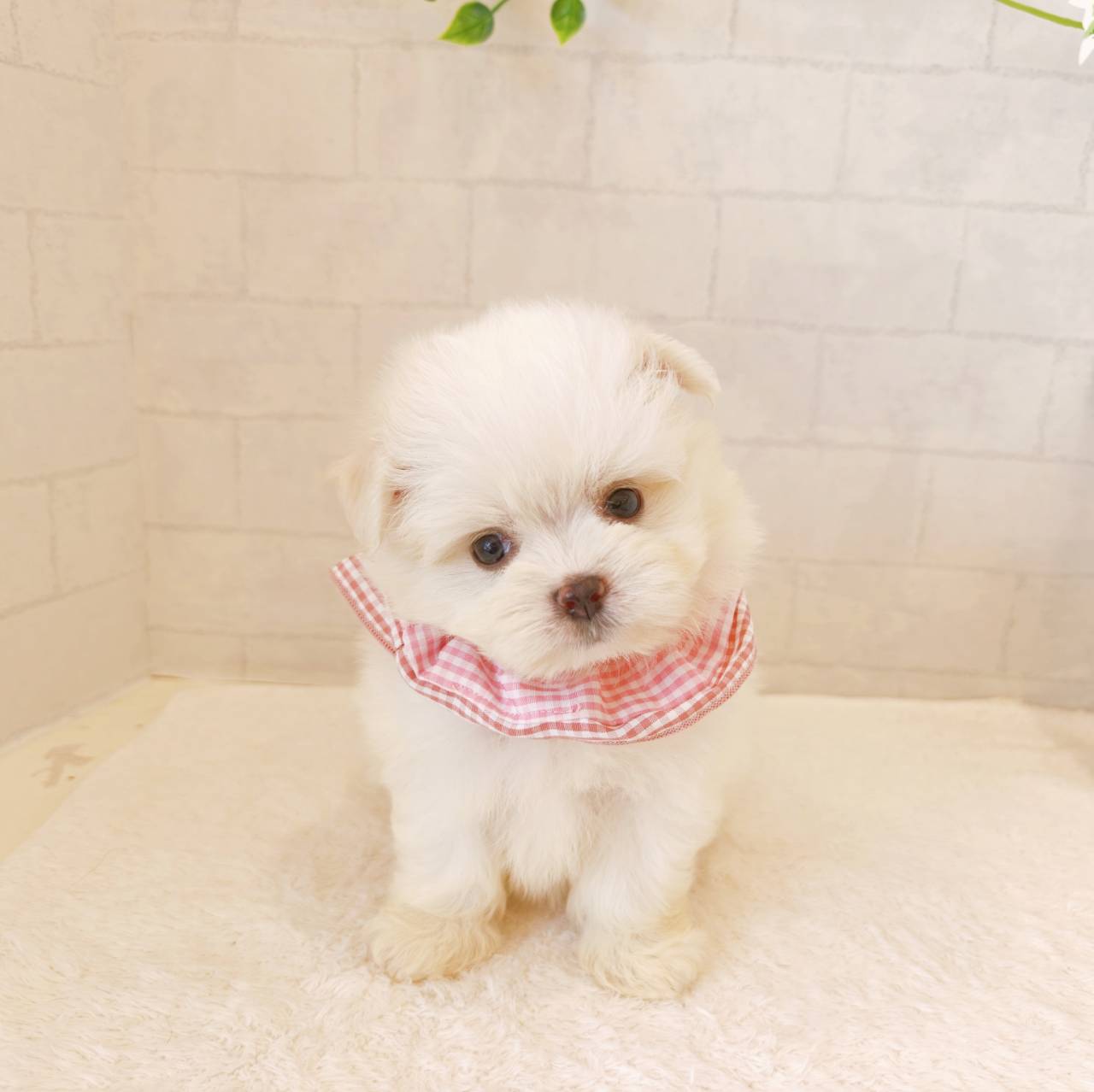 石川県のミックス犬・ハーフ犬の子犬|ペットミー