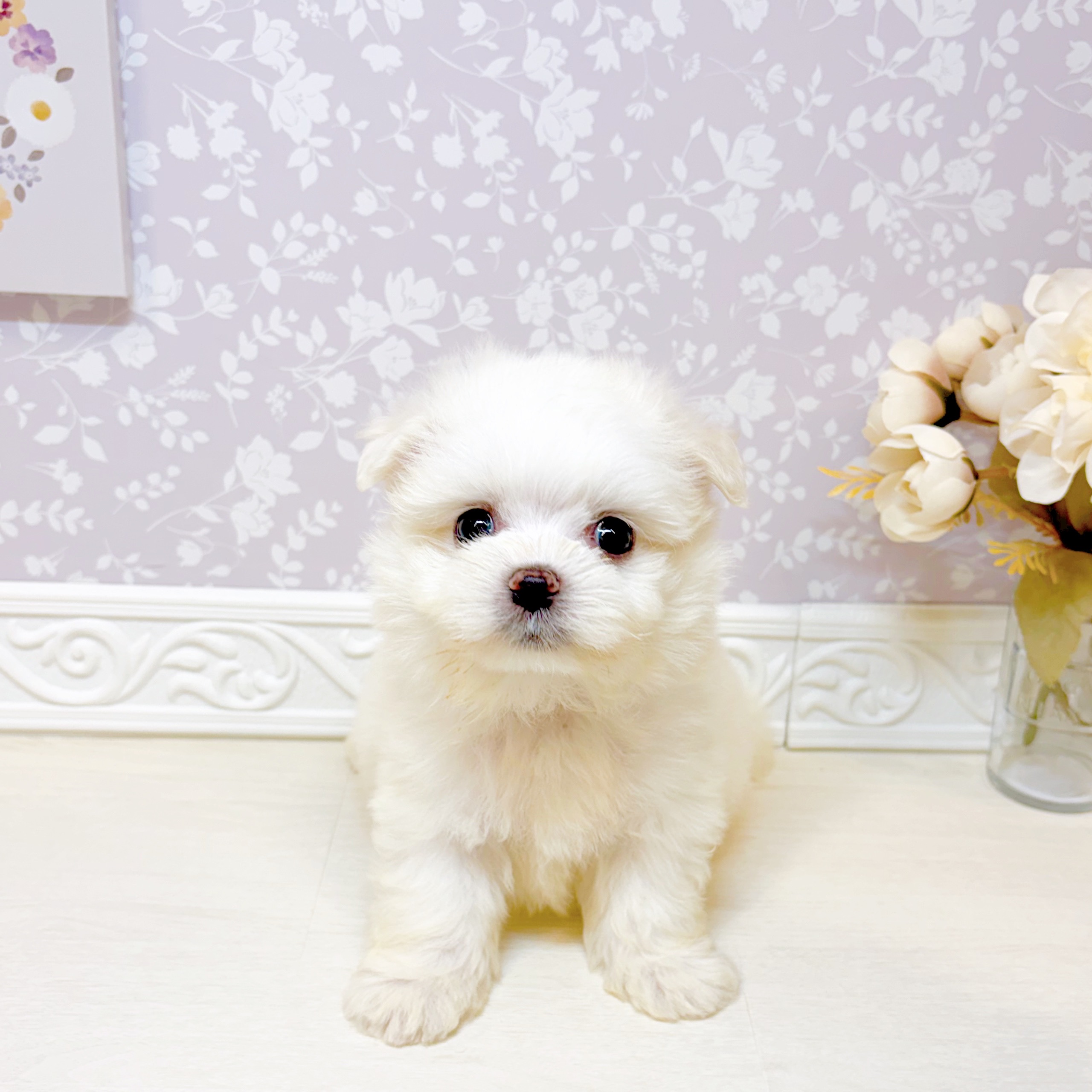 石川県のミックス犬・ハーフ犬の子犬|ペットミー
