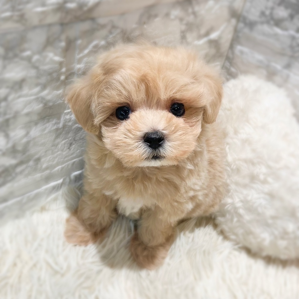 愛知県のマルプー(マルチーズ×プードル) (犬の家＆猫の里MiO香久山店/2026年7月14日生まれ/男の子/アプリコット)の子犬の2枚目の画像