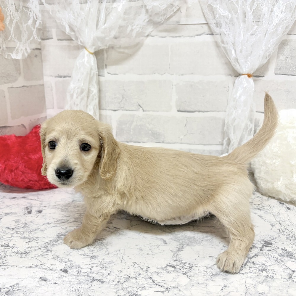 京都府のミニチュアダックスフンド(ロング) (犬の家＆猫の里京都精華店/2026年7月14日生まれ/女の子/イエロー)の子犬の2枚目の画像